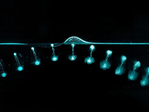 Leuchtende Objekte in Wasser unter dunklem Hintergrund.