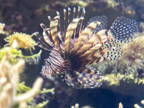 Rotfeuerfisch im Meerwasser-Aquarium schwimmend.