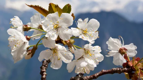 Wilde Kirschblüte auf einem Ast