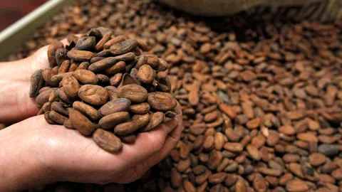 Kakaobohnen.