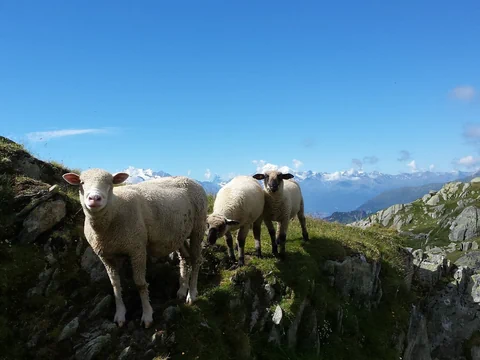Schafe in den Bergen.