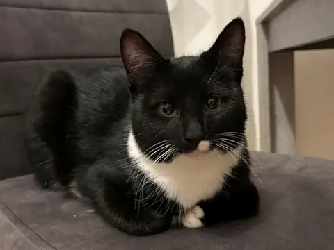 Schwarz-weisse Katze liegt auf einem grauen Stuhl.