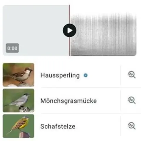 Oben sieht man eine graue Tonkurve, unten Fotos vom Spatz, der grauen Mönchsgrasmücke und der gelben Schafstelze.
