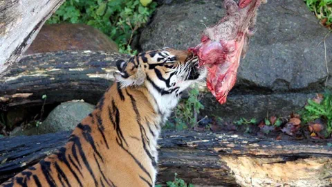Tiger frisst Fleisch in einem Gehege.