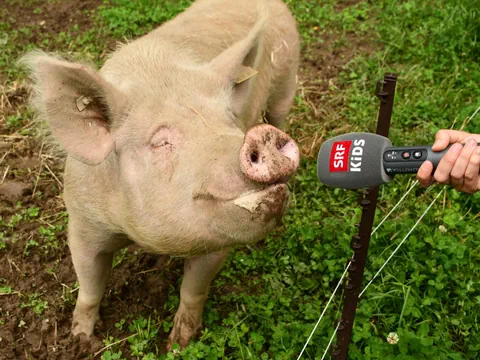 Schwein am SRF Kids Mikrofon
