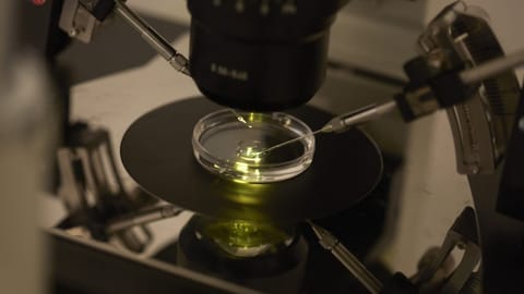 Das Parlament hadert mit der Eizellenspende