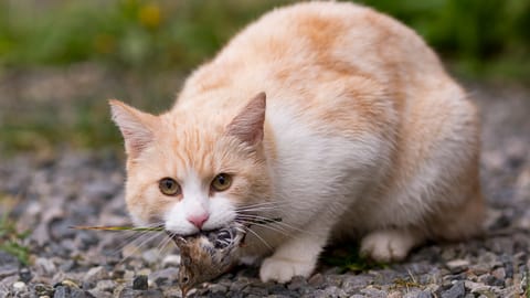 Pro Natura-Politiker fordert: Streunende Katzen abschiessen! Pro Natura-Politiker fordert: Streunende Katzen abschiessen!
