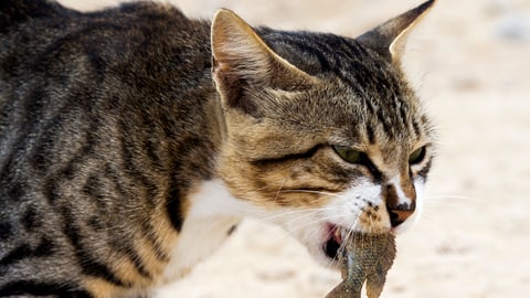 Aargauer Regierung will streunende Katzen nicht abschiessen Aargauer Regierung will streunende Katzen nicht abschiessen