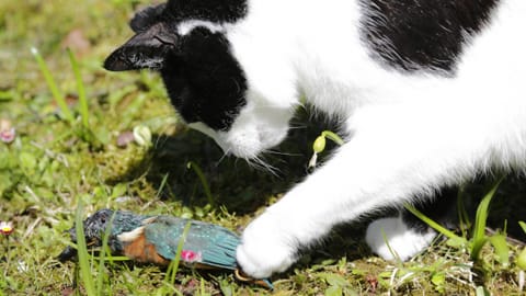 «Schnurrli» und «Tigerli» bedrängen Vogelarten «Schnurrli» und «Tigerli» bedrängen Vogelarten