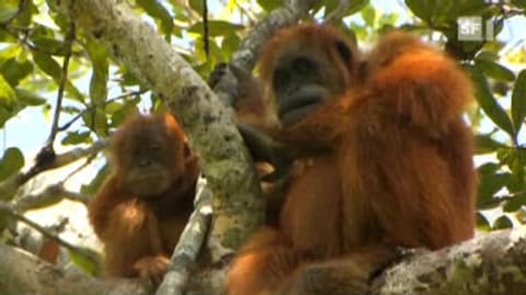 Palmöl-Boom: Fatale Folgen für Urwald und Affen