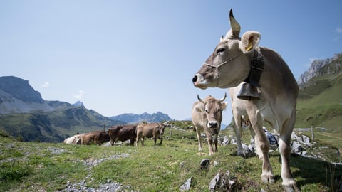 Die Kuh und ihr Horn - Treffpunkt - SRF
