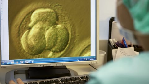 Nationalratskommission will Eizellenspende legalisieren