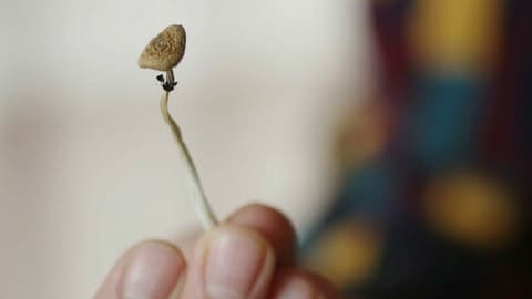 Wie LSD und Co. heilen könnten Wie LSD und Co. heilen könnten