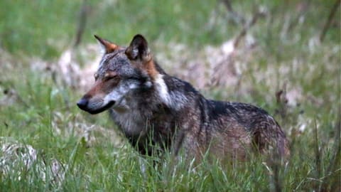Wolf-Hundepfeife Sehr laute 3 Arbeits Silber & Gold Wolf-Pfeife,  Tiersicherheits-Überlebenspfeife, Biker-Wanderer-Schüler-Warnung - .de