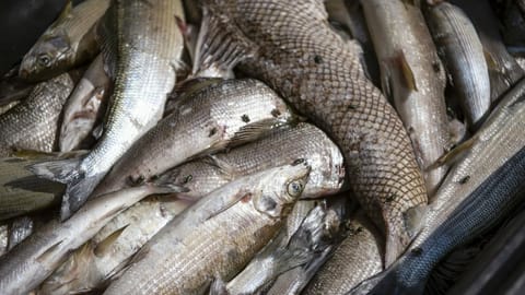 Jeden zweiten Tag ein Fischsterben