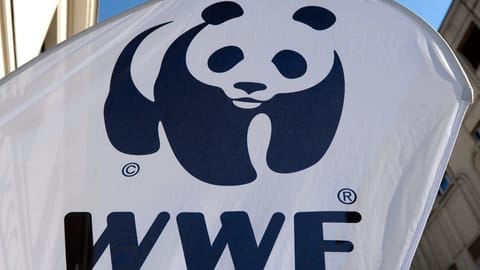 Happige Vorwürfe gegen den WWF Happige Vorwürfe gegen den WWF