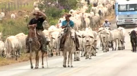 Rinderzucht: Für diese Produkte stirbt Regenwald