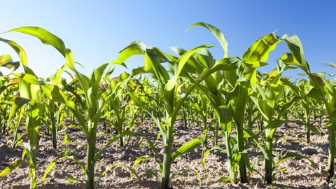 Pflanzen lieben Heavy Metal Pflanzen lieben Heavy Metal