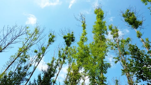 So wollen Forschende das Eschensterben stoppen So wollen Forschende das Eschensterben stoppen