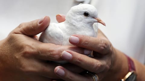 In diesen Konflikten leistet die Schweiz Friedensdienste 