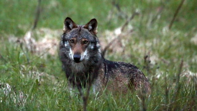 Bundesrat will Lockerung des Wolfsschutzes - Rendez-vous - SRF