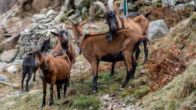 Ziegen auf der Alp Ziegen auf der Alp