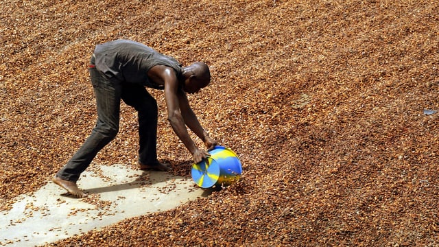 Ein Mann füllt getrocknete Kakaobohnen in einen Eimer.