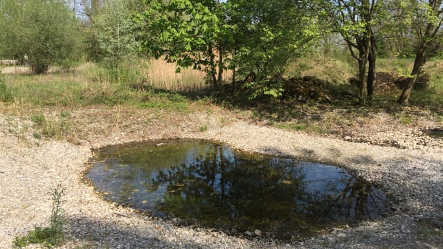 Teich im Kiesbeet Teich im Kiesbeet