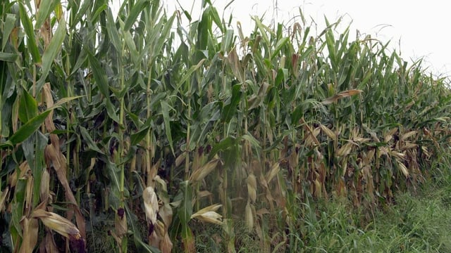 Feld Feld