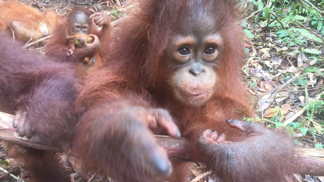 Orangutan-Babys Orangutan-Babys