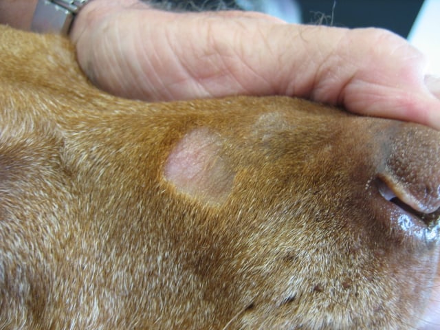 Alltag &amp; Umwelt Hautpilz vom Haustier Puls SRF