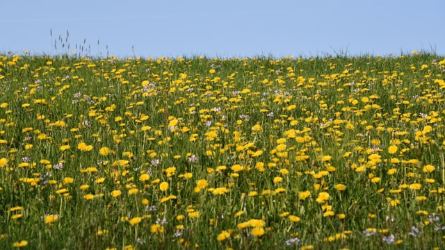 Wiese mit Löwenzahn Wiese mit Löwenzahn