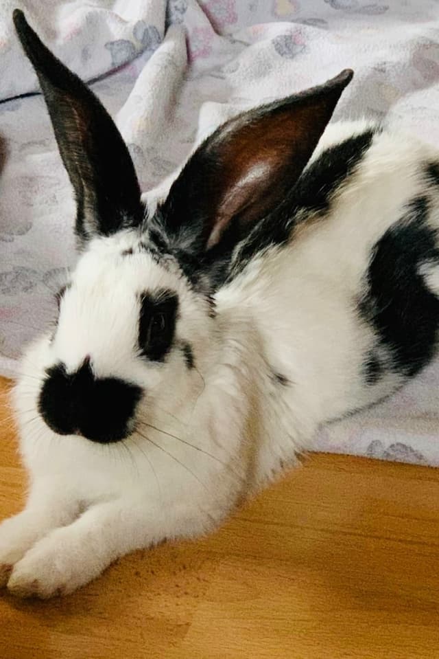 Ein Hase liegt auf einer Decke.