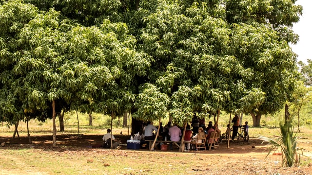 Menschen sitzen unter einem grossen Baum zusammen. Menschen sitzen unter einem grossen Baum zusammen.