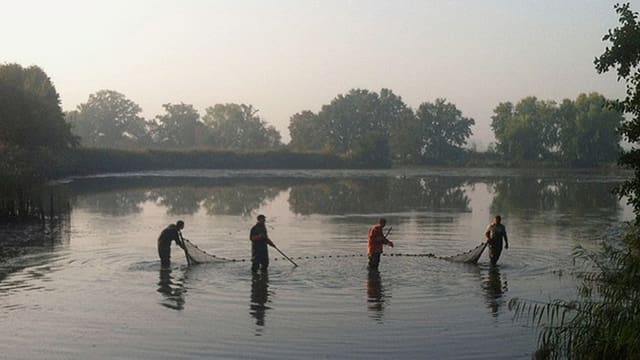 Video «Frühmorgens in den Karpfenteich von Rietschen» abspielen Video «Frühmorgens in den Karpfenteich von Rietschen» abspielen