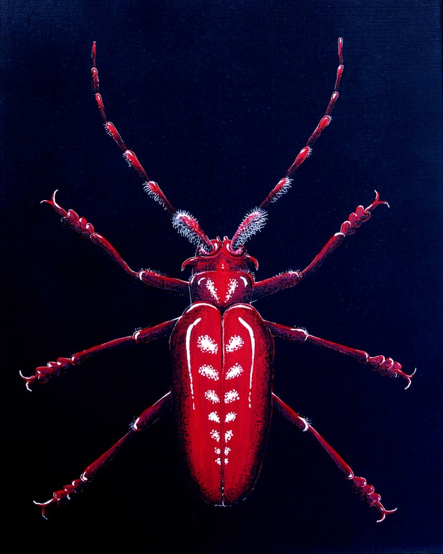 Eine rotes Insekt vor schwarzem Hintergrund.
