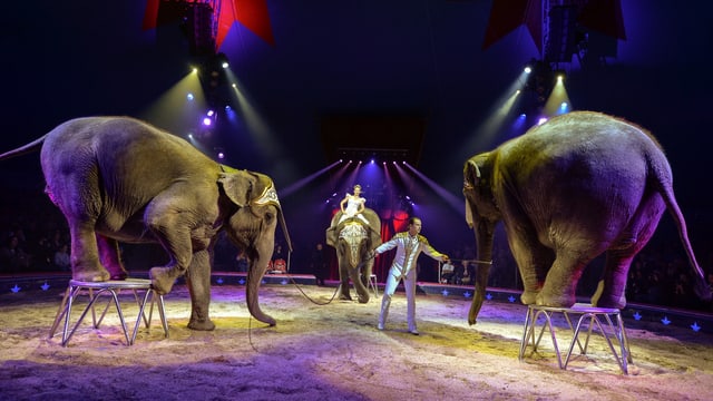 Zwei Elefanten in einem Zirkus stehen auf Sockeln. Zwei Elefanten in einem Zirkus stehen auf Sockeln.