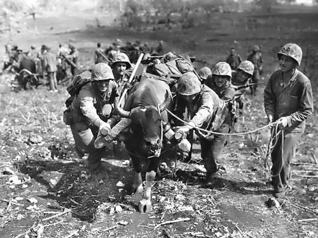 Ein Ochse beladen mit Munition Ein Ochse beladen mit Munition