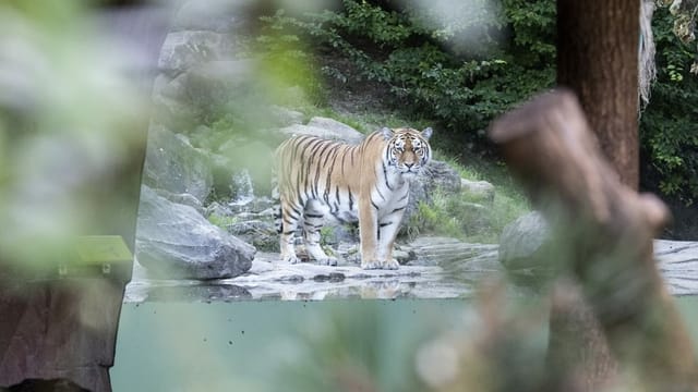 Zu sehen ist ein Amurtiger. Zu sehen ist ein Amurtiger.