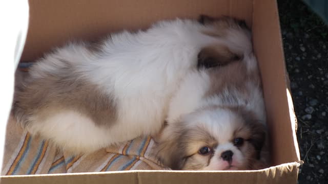 Zwei Hundewelpen in einer Kartonschachtel Zwei Hundewelpen in einer Kartonschachtel