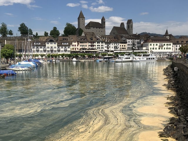 Eine gelbliche Schicht liegt an der Seeoberfläche. Vom hübschen Blau ist nicht mehr viel zu erkennen.