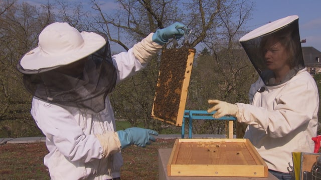 Eine Frau und ein Mann in Imker-Schutzkleidung überprüfen die Bienenwaben. Eine Frau und ein Mann in Imker-Schutzkleidung überprüfen die Bienenwaben.