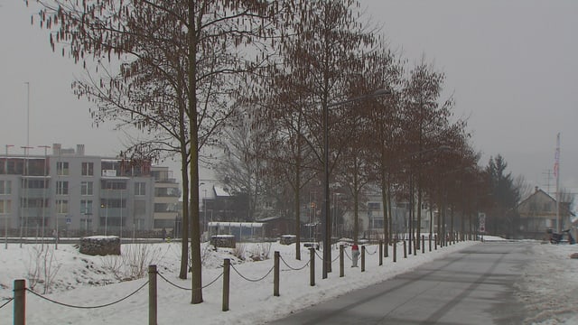 Sibirische Erlen entlang einer Schweizer Strasse Sibirische Erlen entlang einer Schweizer Strasse