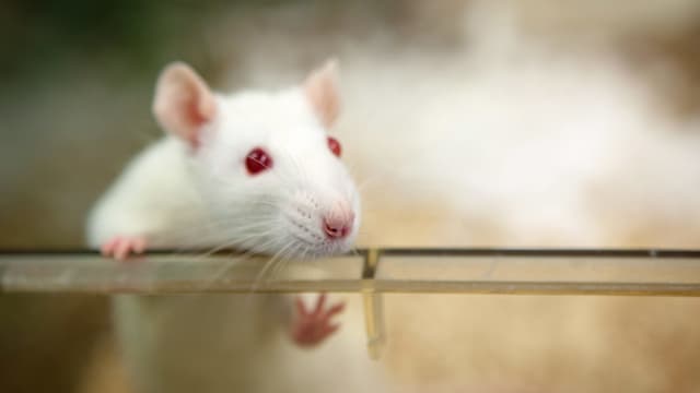 Weisse Ratte in einem transpareten Käfig. Weisse Ratte in einem transpareten Käfig.