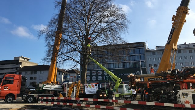 Männer auf Baum mit Kranarmen rundherum Männer auf Baum mit Kranarmen rundherum