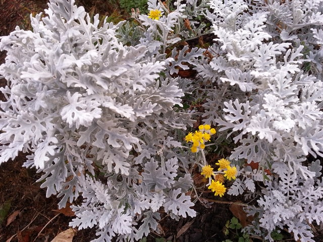 Weisse Blätter, gelbe Blüten.