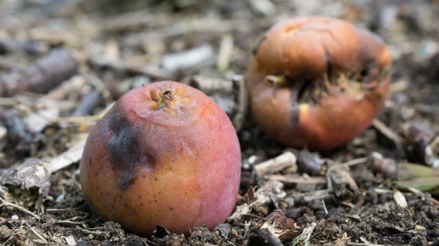 Faule Früchte liegen am Boden. Faule Früchte liegen am Boden.