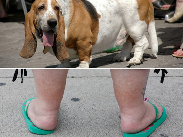 Dicker Hund und Füsse einer übergewichtigen Frau. Dicker Hund und Füsse einer übergewichtigen Frau.