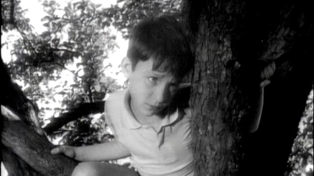 Ein Bub sitzt auf einem Baum. Ein Bub sitzt auf einem Baum.