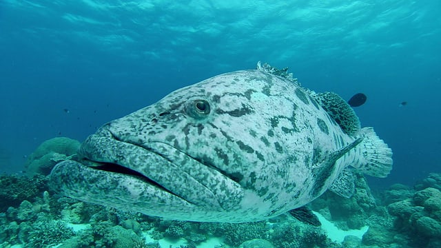 Video «Das Great Barrier Reef: Naturwunder der Superlative (1/3)» abspielen Video «Das Great Barrier Reef: Naturwunder der Superlative (1/3)» abspielen